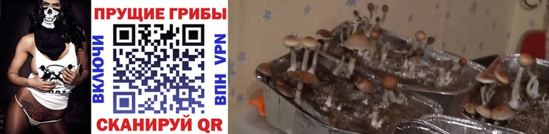 Галлюциногенные грибы мицелий  наркошоп  Вельск 